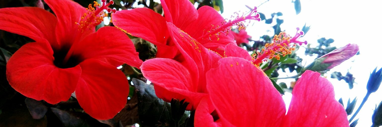 EFakahani's profile banner image