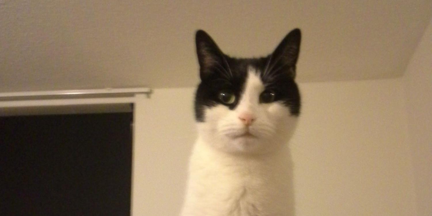 snappeke's profile banner image