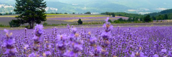 JessTiffen Profile Banner