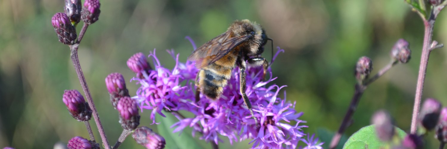 The Fiercest and Saddest of the Wild Things banner