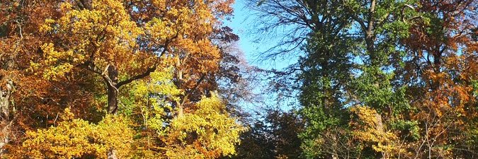 شاهين عهد banner