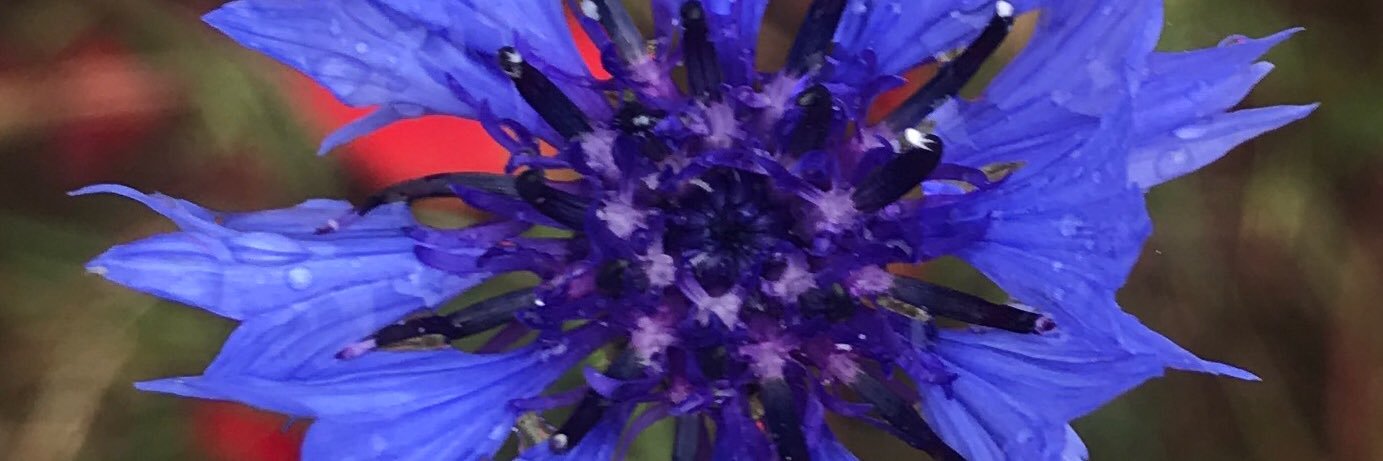 Deirdre Stewart banner