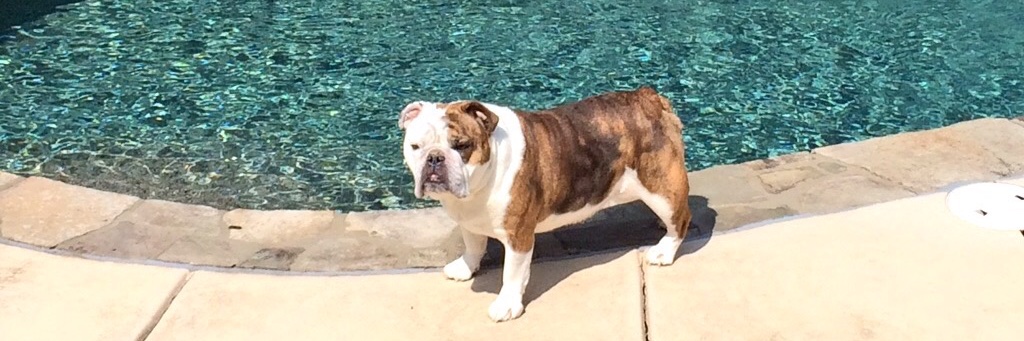 Ghost of Chloe the Bulldog banner