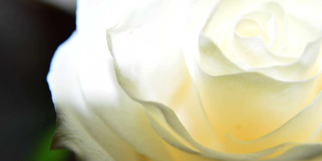 FinleyBree's profile banner image