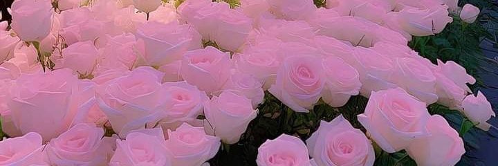 wahidullah6655's profile banner image