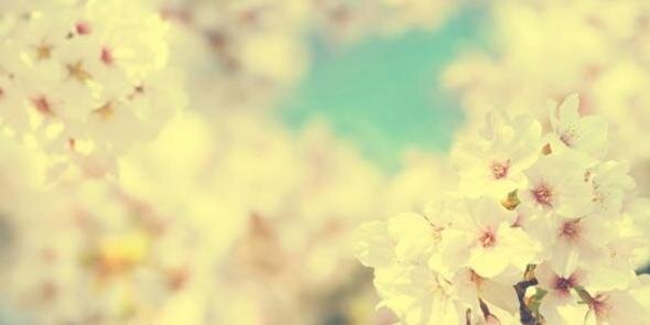 Yoshipandaa's profile banner image