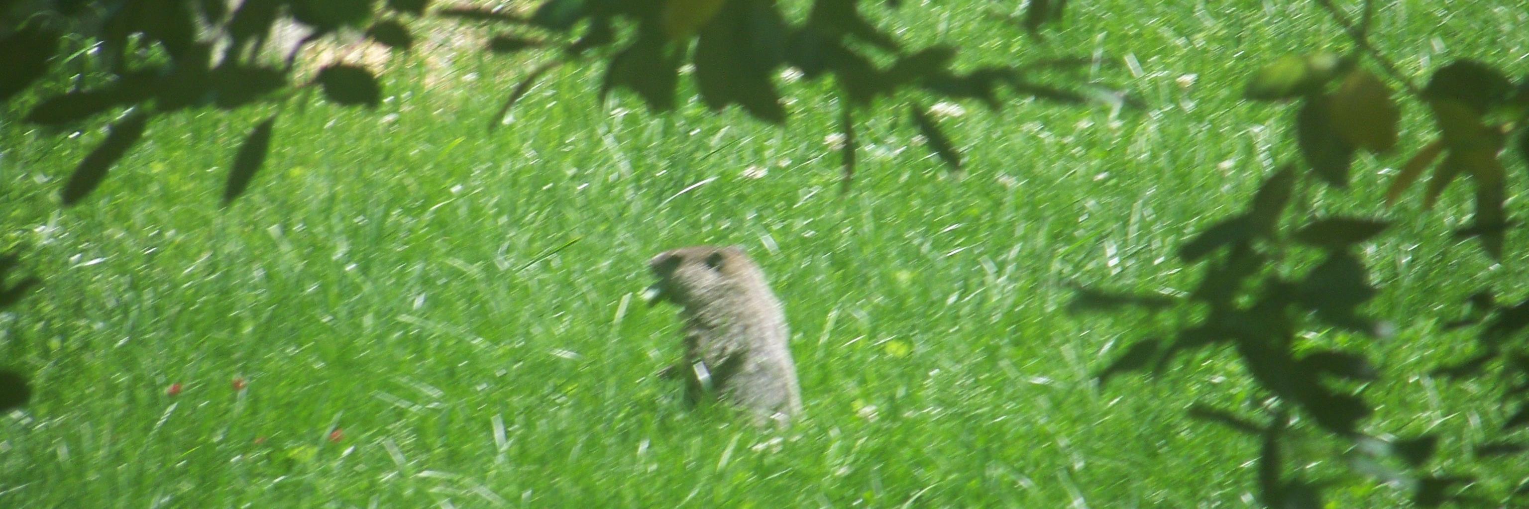 SallyGroundhog's profile banner image