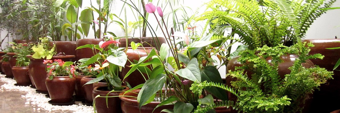MySunnyBalcony's profile banner image
