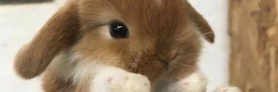 killma_x_x's profile banner image
