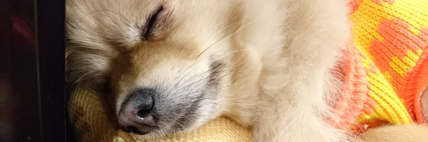 MatchaLatte555's profile banner image