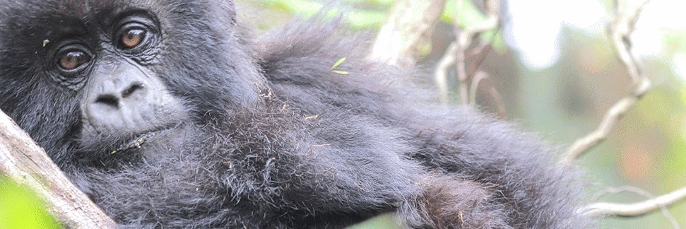 The Pale King (Jason Grieve) banner