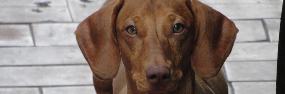 Edgar (埃德加) banner