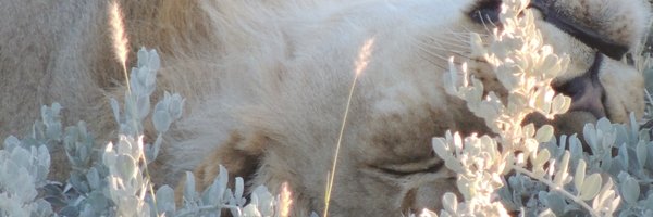 _AxelRICHARD_ Profile Banner