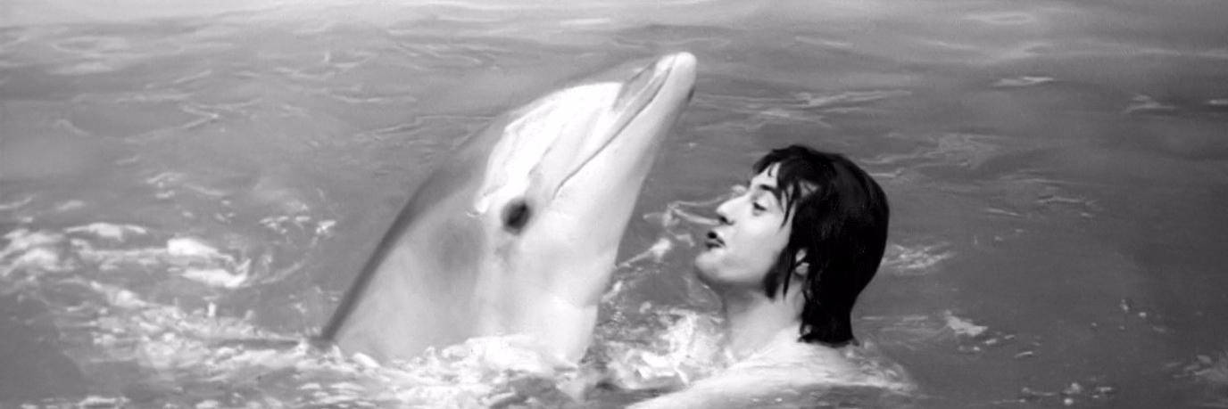 David Capello banner