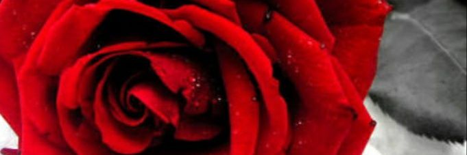mesutsimsk's profile banner image
