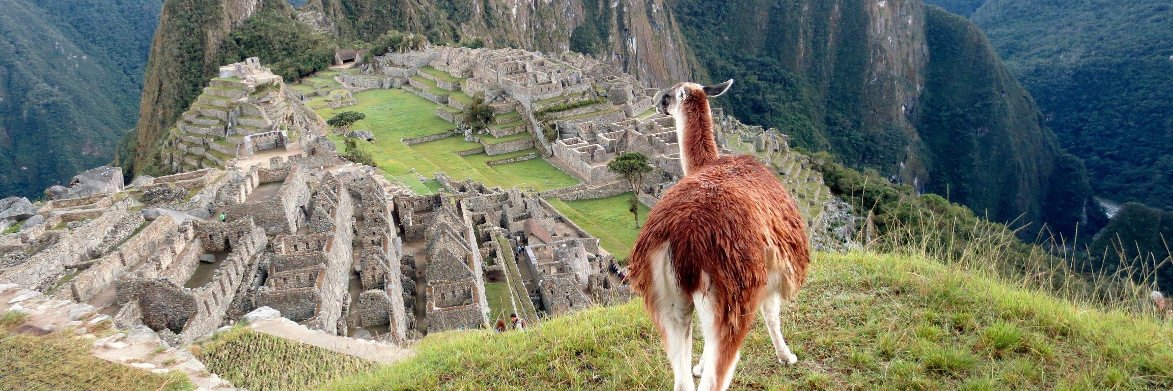 Profe Waddles banner