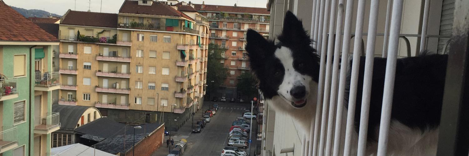 mpiemontese's profile banner image