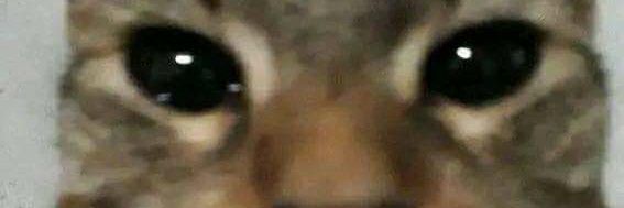 Hooo_goe's profile banner image