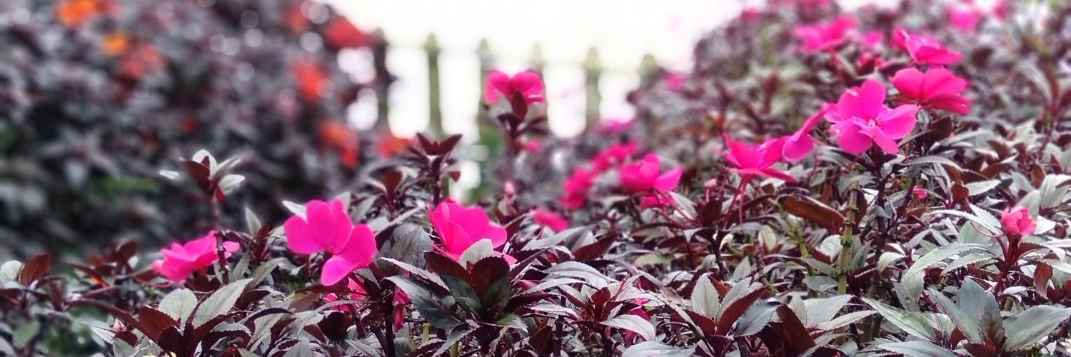 Hui_Ling_'s profile banner image