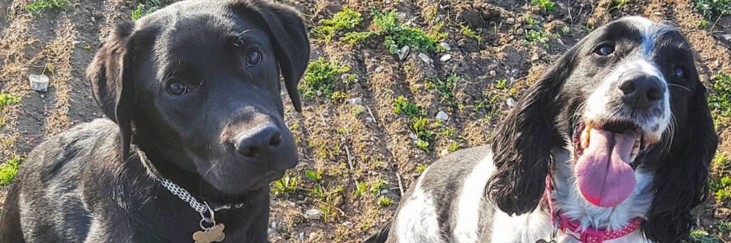 Michelle Southwould banner