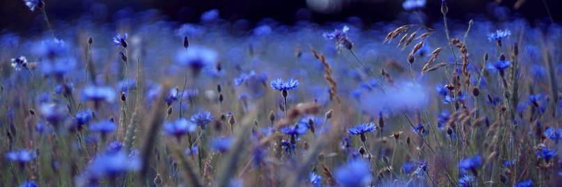 geraskina_nata's profile banner image