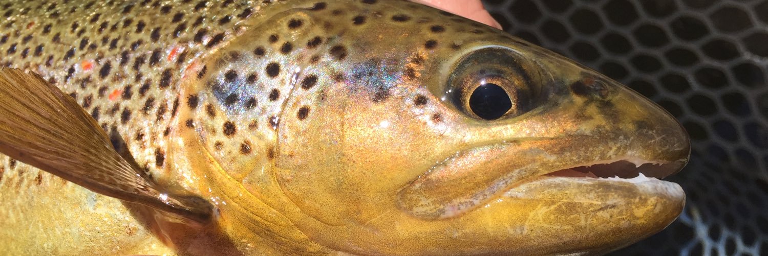 Preston Golson banner