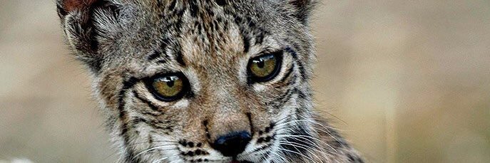 jdforestgr's profile banner image
