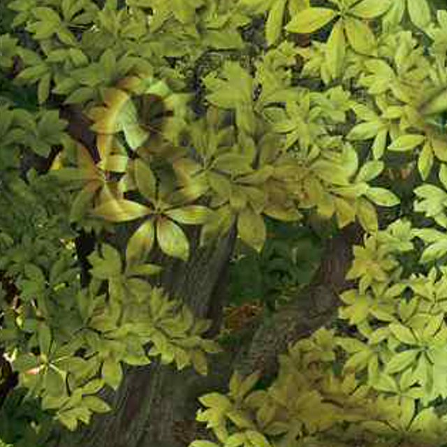 wilsonbarch's profile banner image
