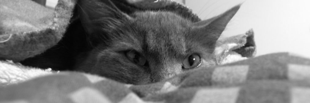 Danielteyssedre's profile banner image