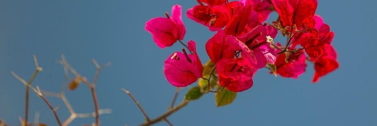 💐🌹🌈 𝓝𝓪𝓽𝓽𝓪𝓬𝓱𝓪 🌈🌹💐 banner