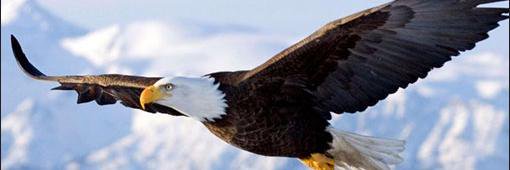 Jacques DeGraff banner