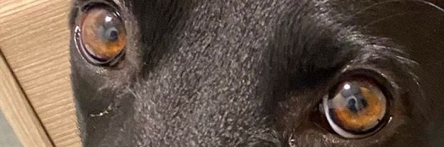 fenollardo's profile banner image