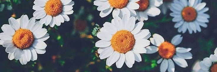 Ella_Fantasma's profile banner image