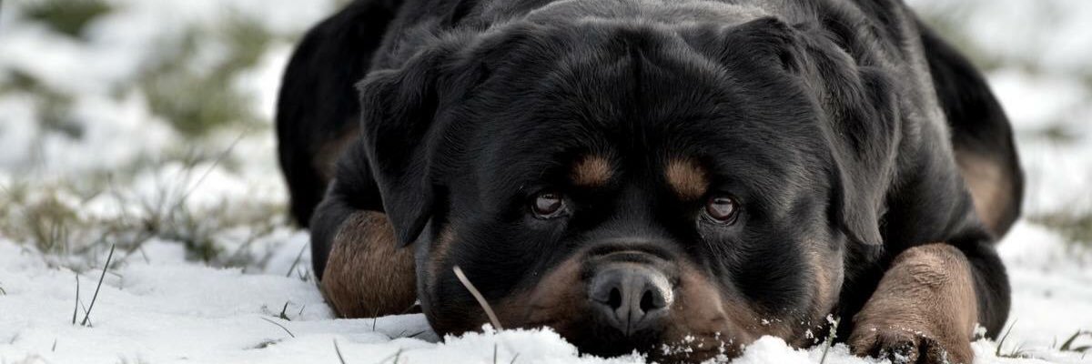 DanielNovasco's profile banner image