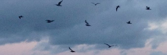 fernan 🐉 banner