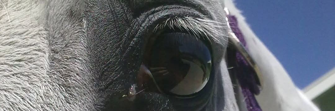Ribassoo's profile banner image