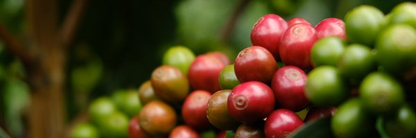 McIntyreWrites Profile Banner