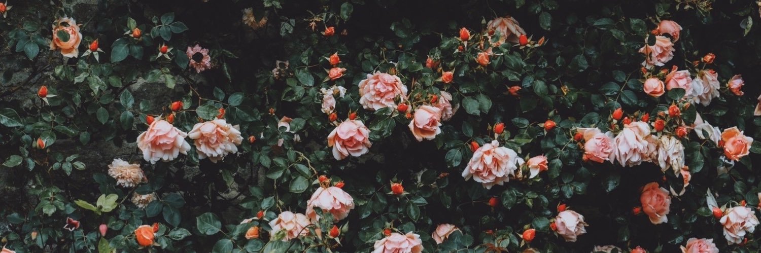 cerys_sullivan's profile banner image