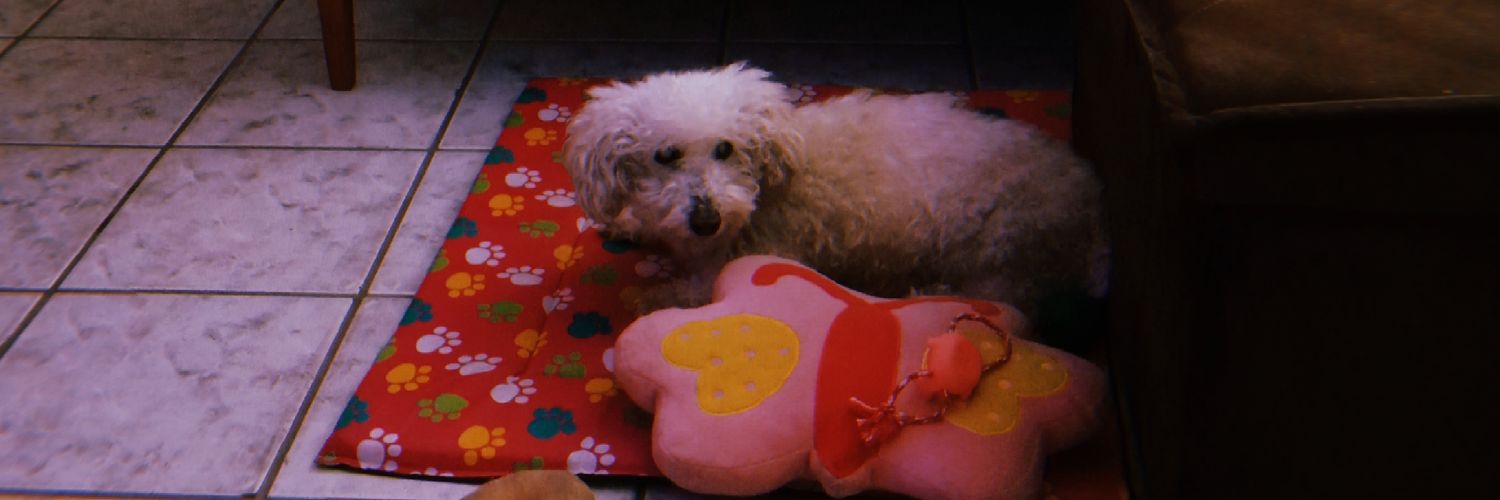 amor da sua vida banner
