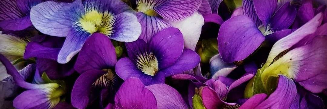 💜 Violet Fay 🧚🏻‍♀️ banner