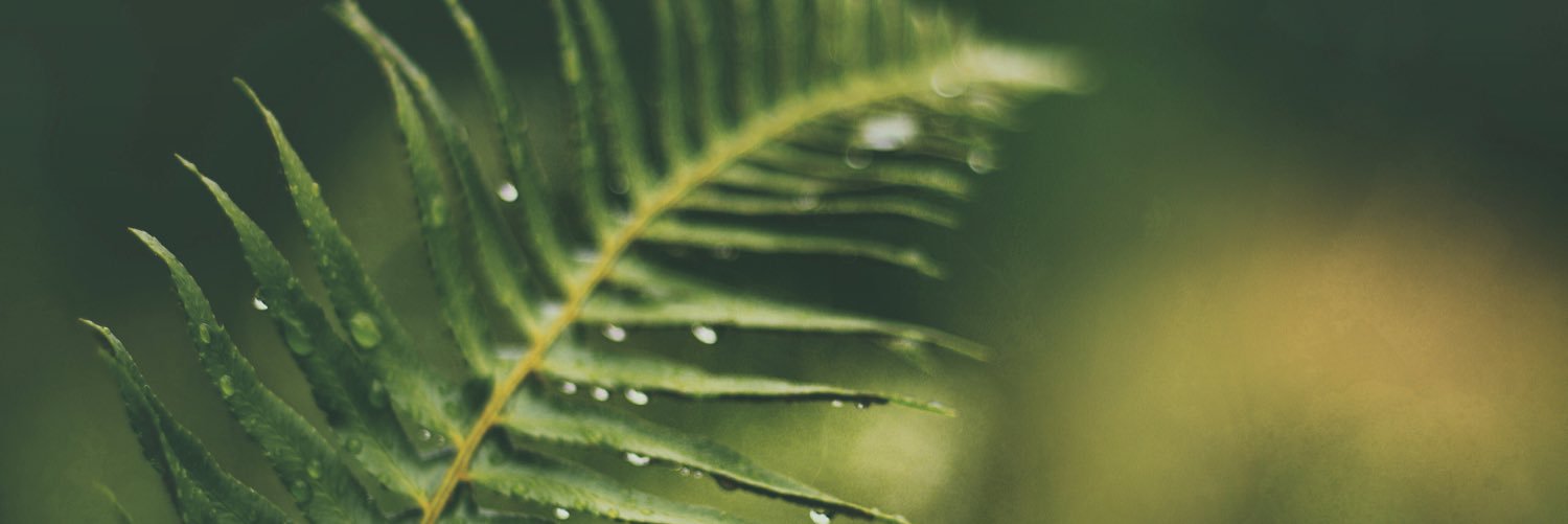 TreelineGoods's profile banner image