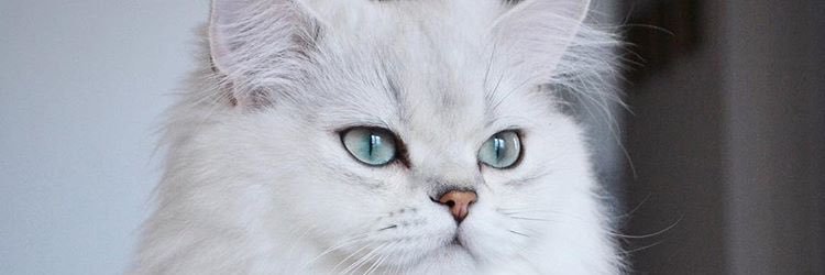 mirandiani's profile banner image