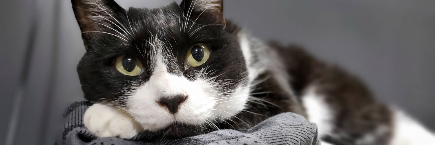 jun 🐾　里親募集中　&　預かりさん募集中　🐾 banner