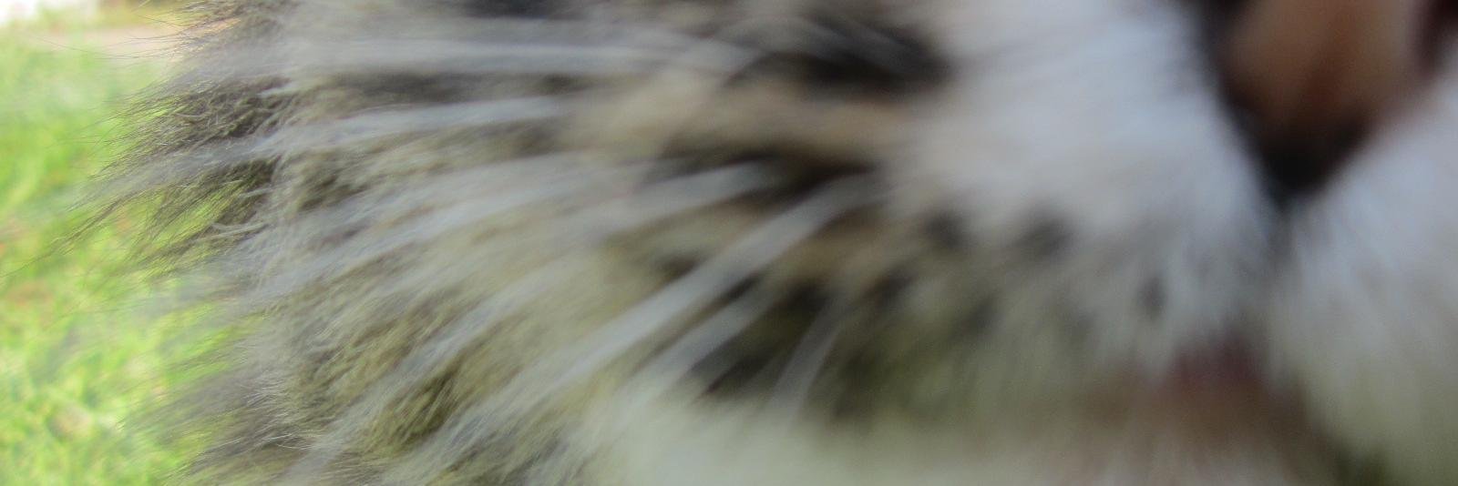 Tuvza's profile banner image