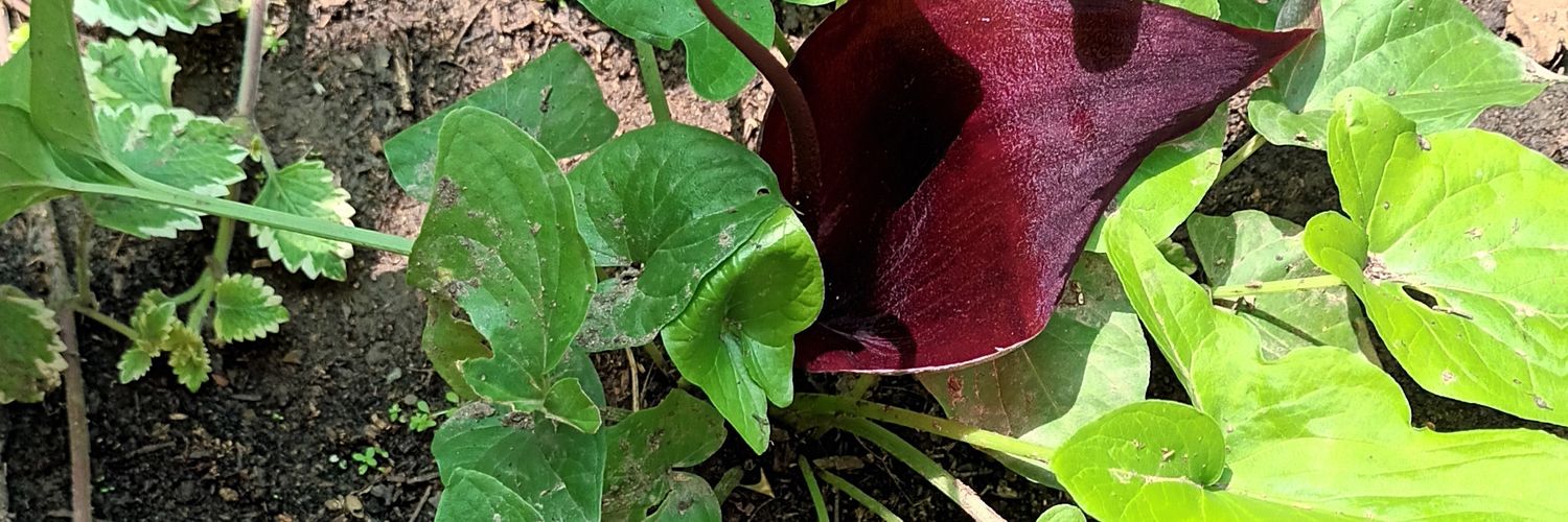gitanapaola's profile banner image