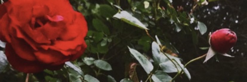 o_anniie's profile banner image