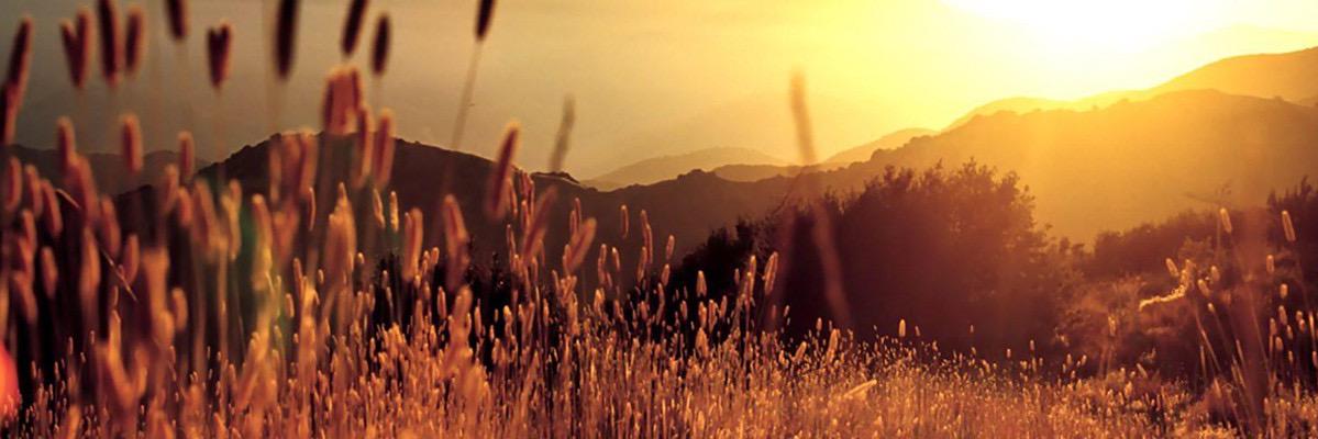 freyahelen's profile banner image
