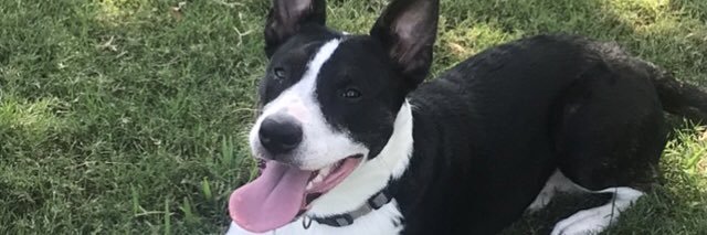 Jammitted 🇺🇸 🦅 banner