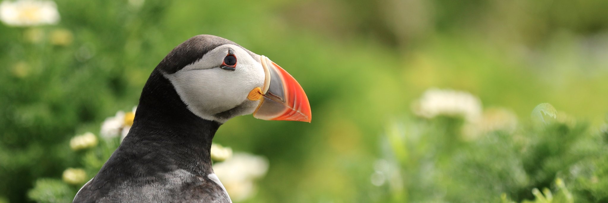 Jenny Donelan banner