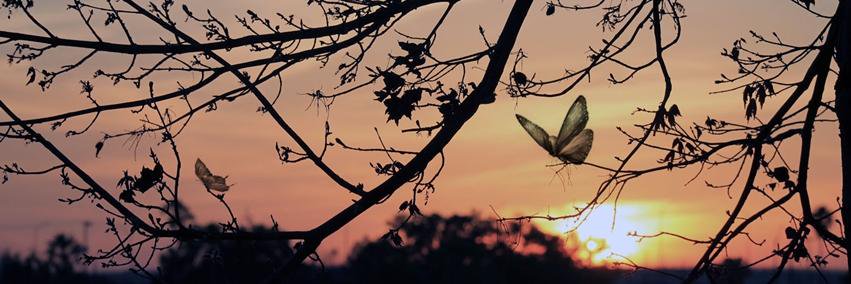 estelaaaa_'s profile banner image